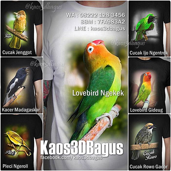  Kaos  Burung Berkicau Kaos  3D Gambar  Burung Kaos  Kicau 